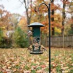 A green metal tube bird feeder hanging from a shepherd hook in an autumn backyard, with a chickadee and two goldfinches feeding.